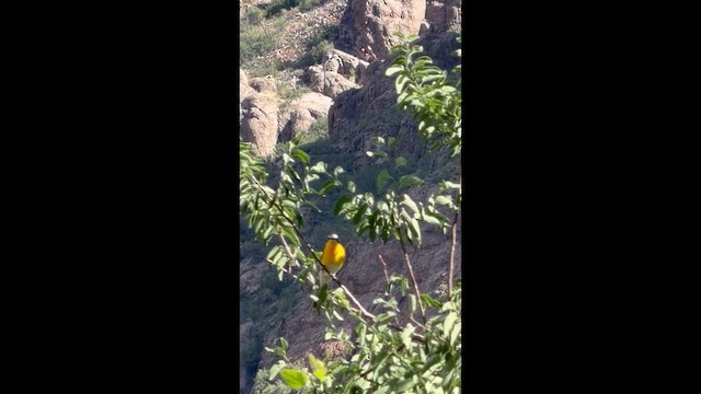 Yellow-breasted Chat - ML657722100