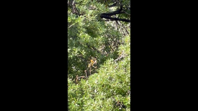 Western Tanager - ML657722162