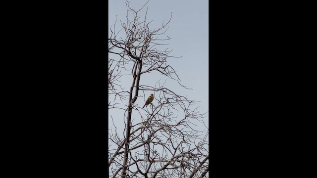Western Tanager - ML657722163