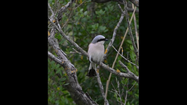 Red-backed Shrike - ML657722172