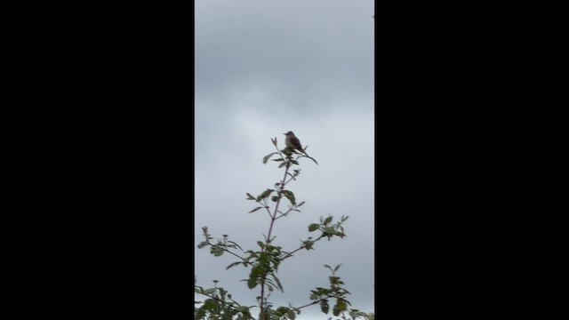 Willow Flycatcher - ML657722364