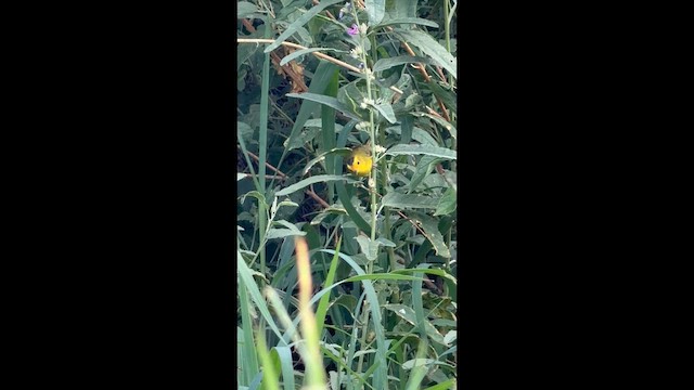 Wilson's Warbler - ML657722381