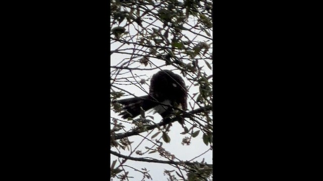 Cooper's Hawk - ML657722395