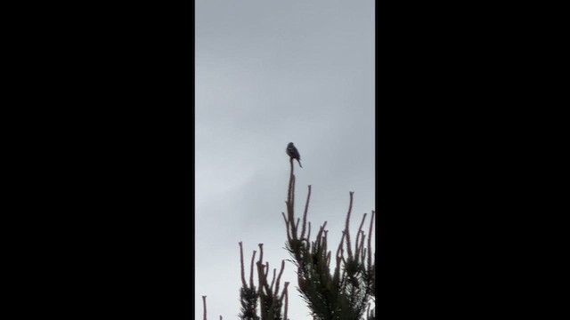 Lazuli Bunting - ML657722449