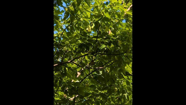 Каштановая древесница - ML657723201