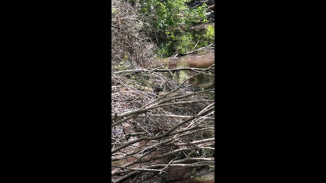 Animali - ML657723324