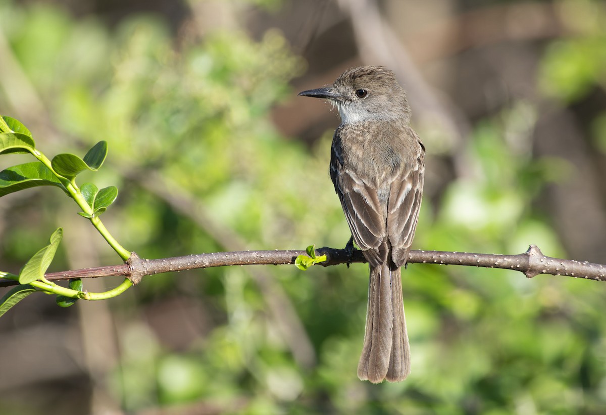 La Sagra's Flycatcher - ML657723916