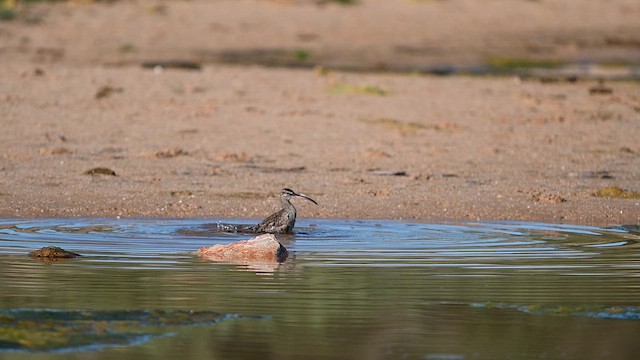 Eurasian Whimbrel - ML657724929