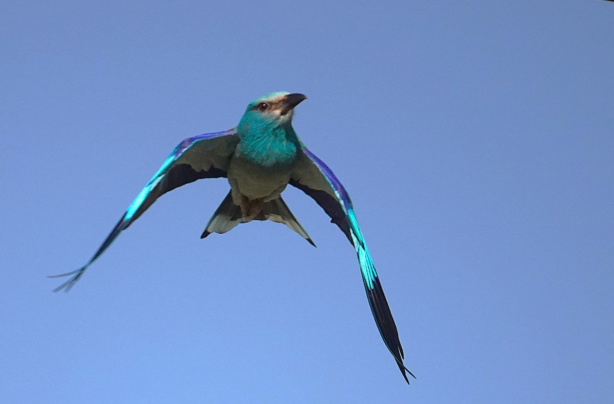 European Roller - ML657725037