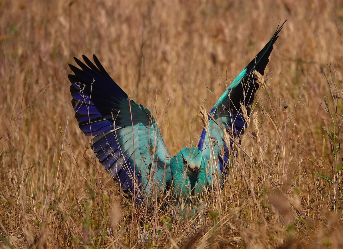 European Roller - ML657725044