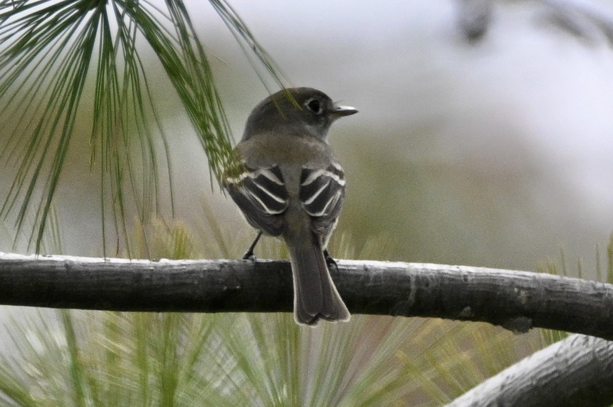 Least Flycatcher - ML657726160