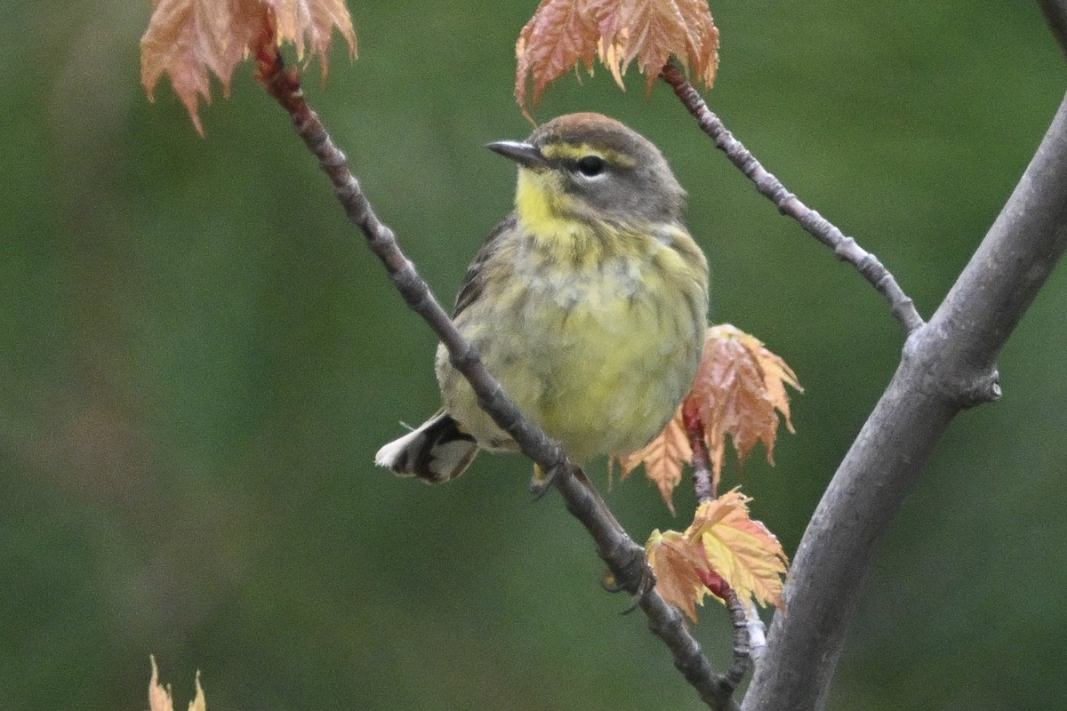 Palm Warbler - ML657726216