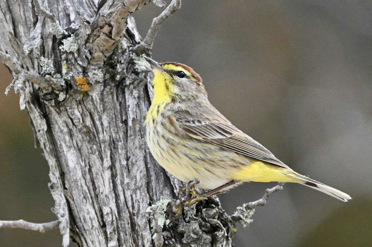 Palm Warbler - ML657726217