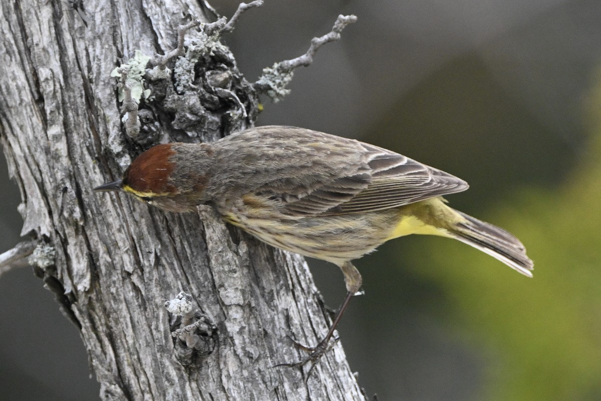 Palm Warbler - ML657726218