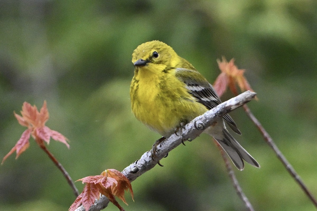 Pine Warbler - ML657726231