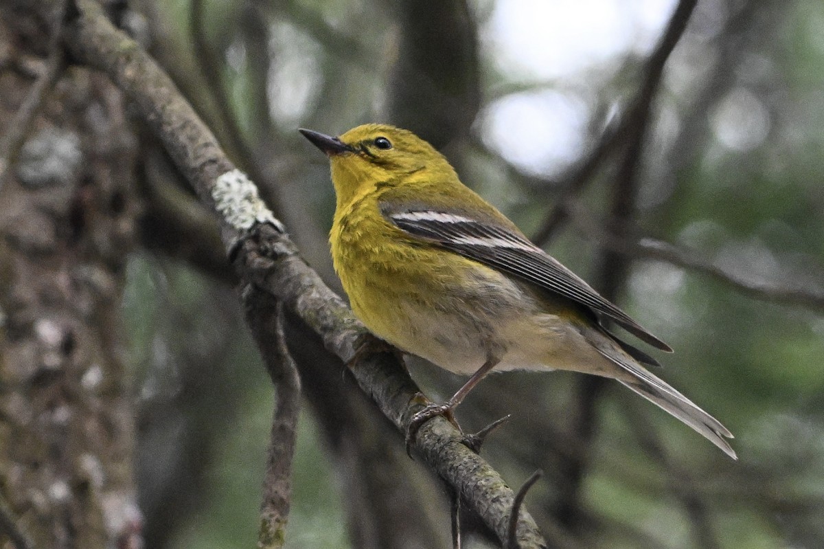 Pine Warbler - ML657726232