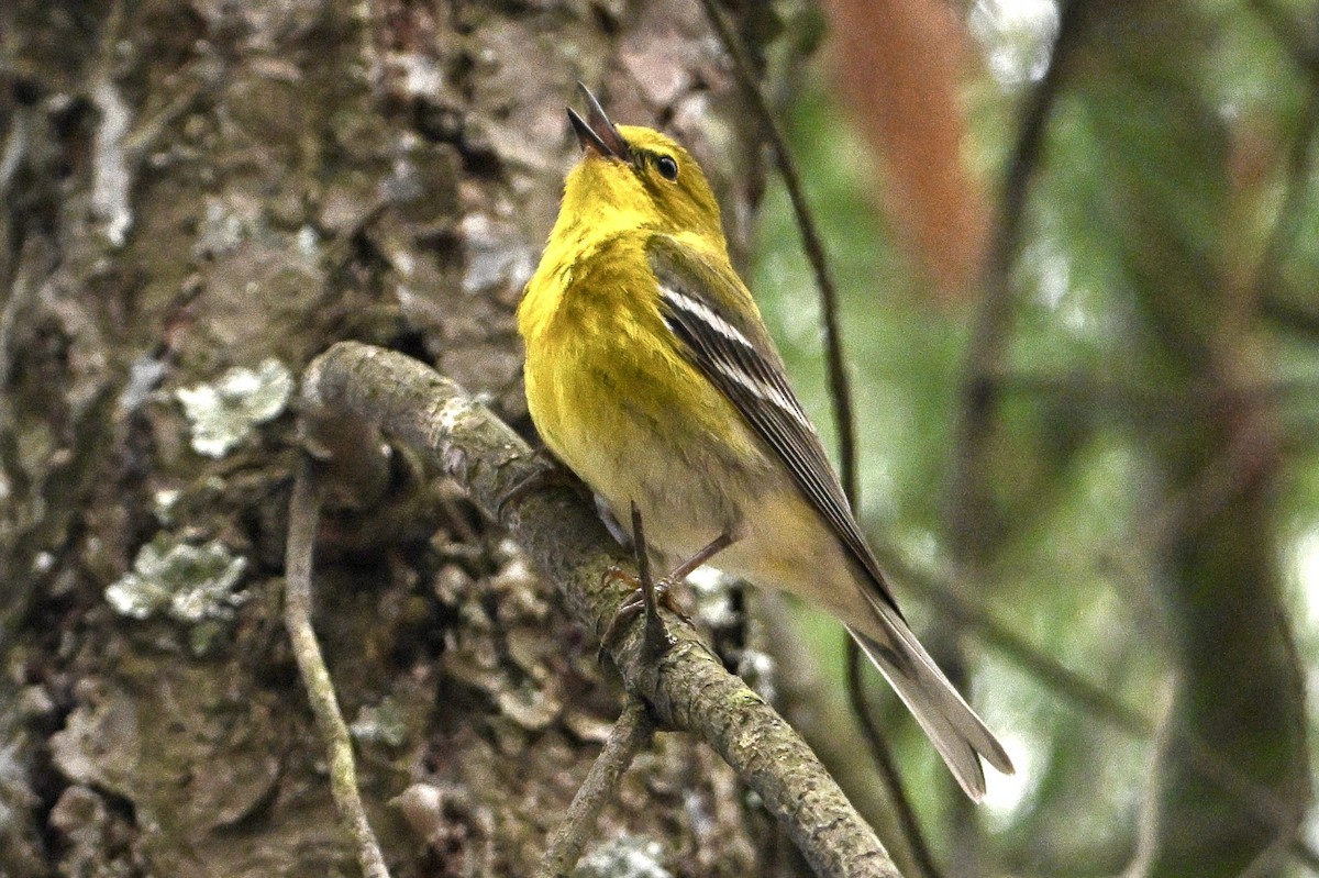 Pine Warbler - ML657726233