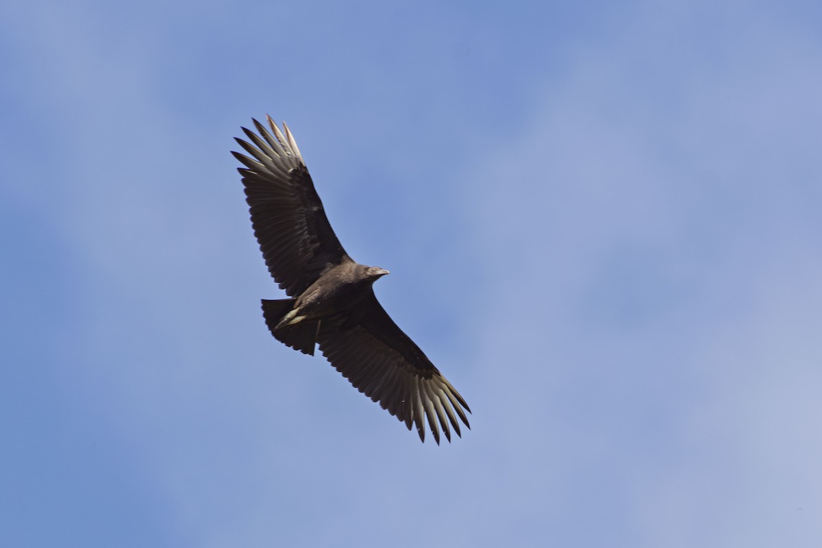 Black Vulture - ML657726237