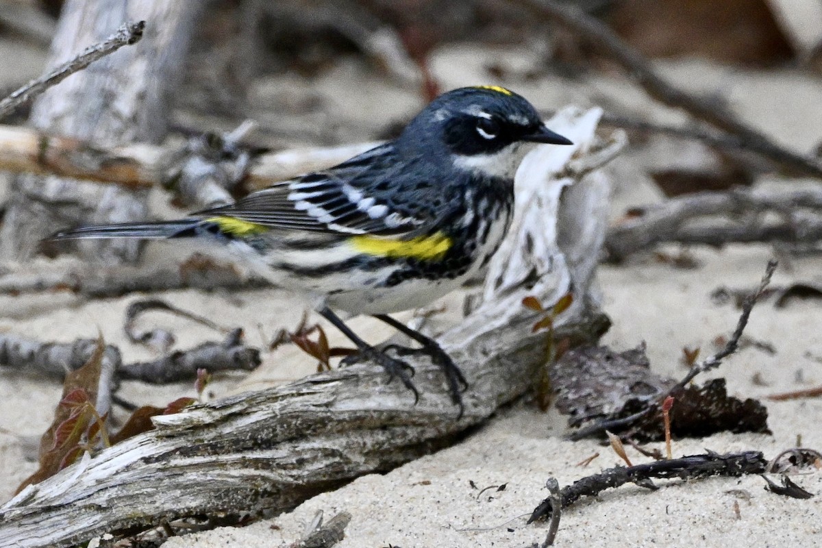 Yellow-rumped Warbler - ML657726256
