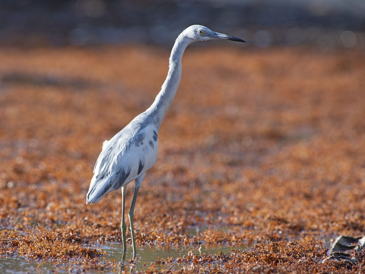 Little Blue Heron - ML657726292
