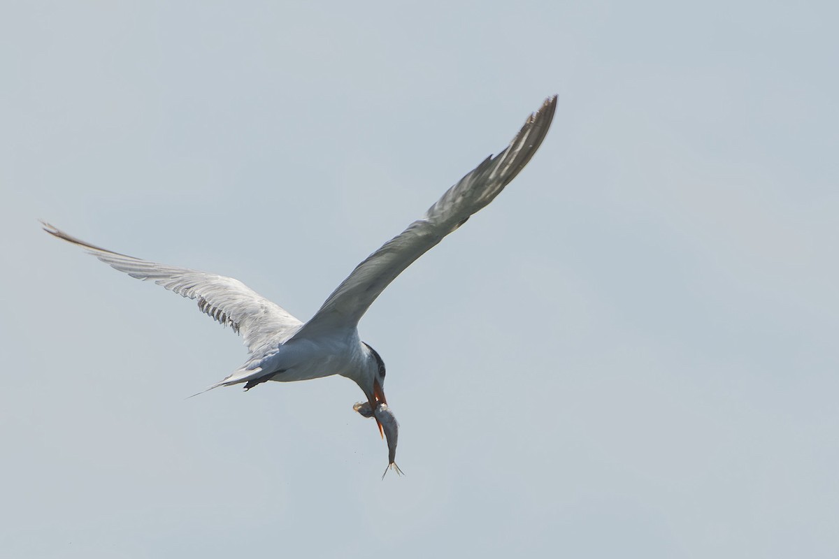 Royal Tern - ML657726315