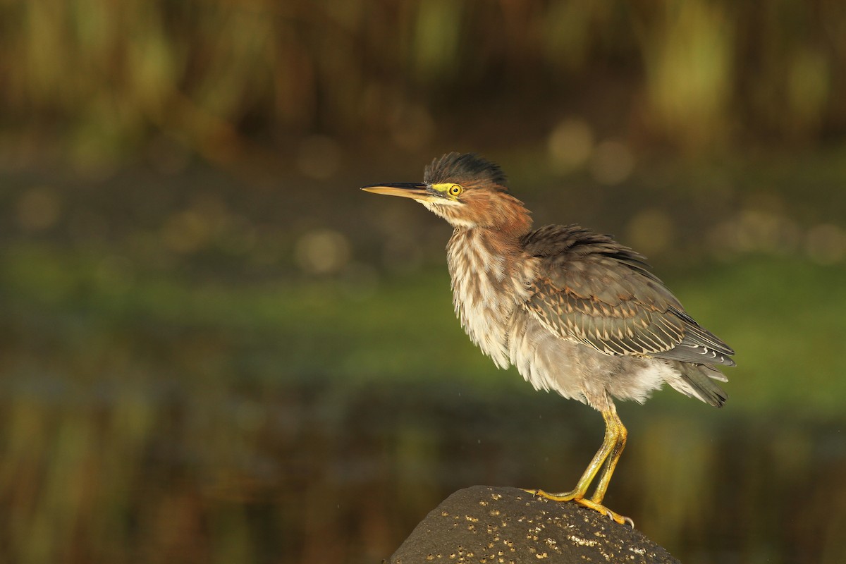 Green Heron - ML65772701