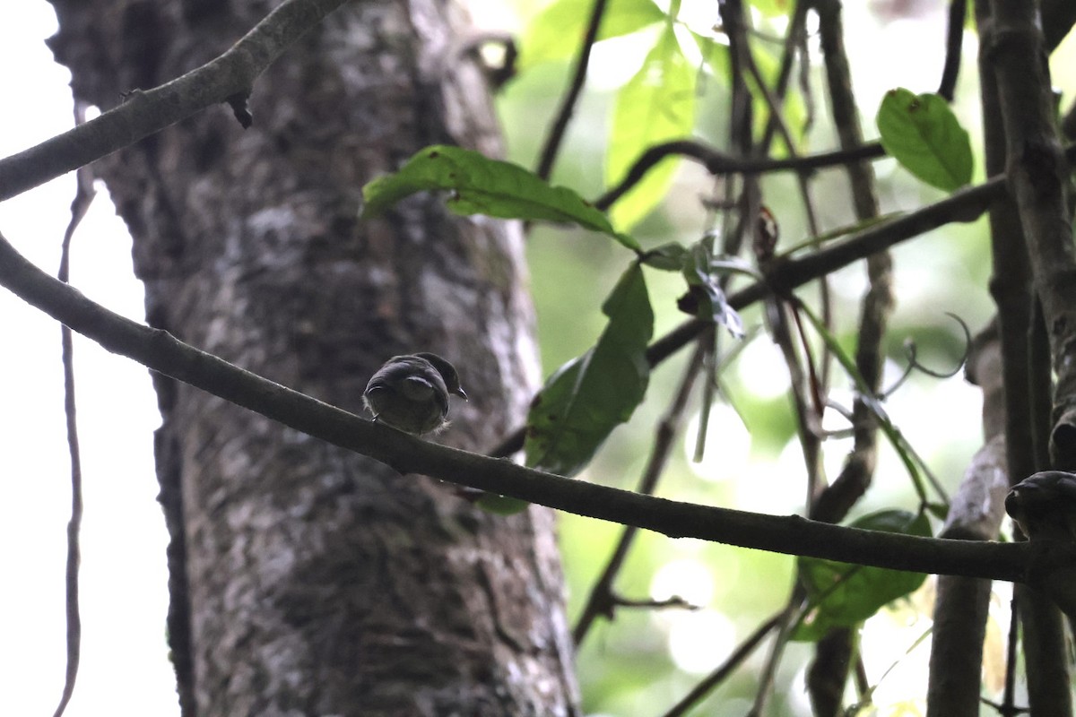 Red-capped Manakin - ML657727496