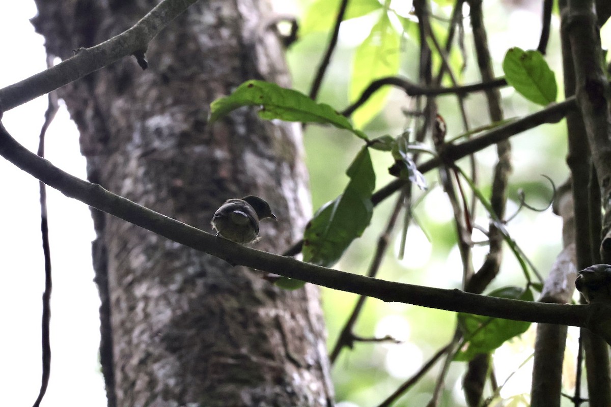 Red-capped Manakin - ML657727497
