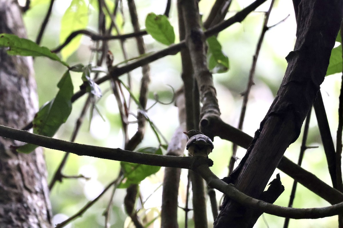 Red-capped Manakin - ML657727498