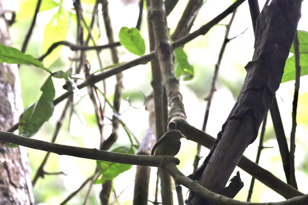 Red-capped Manakin - ML657727499