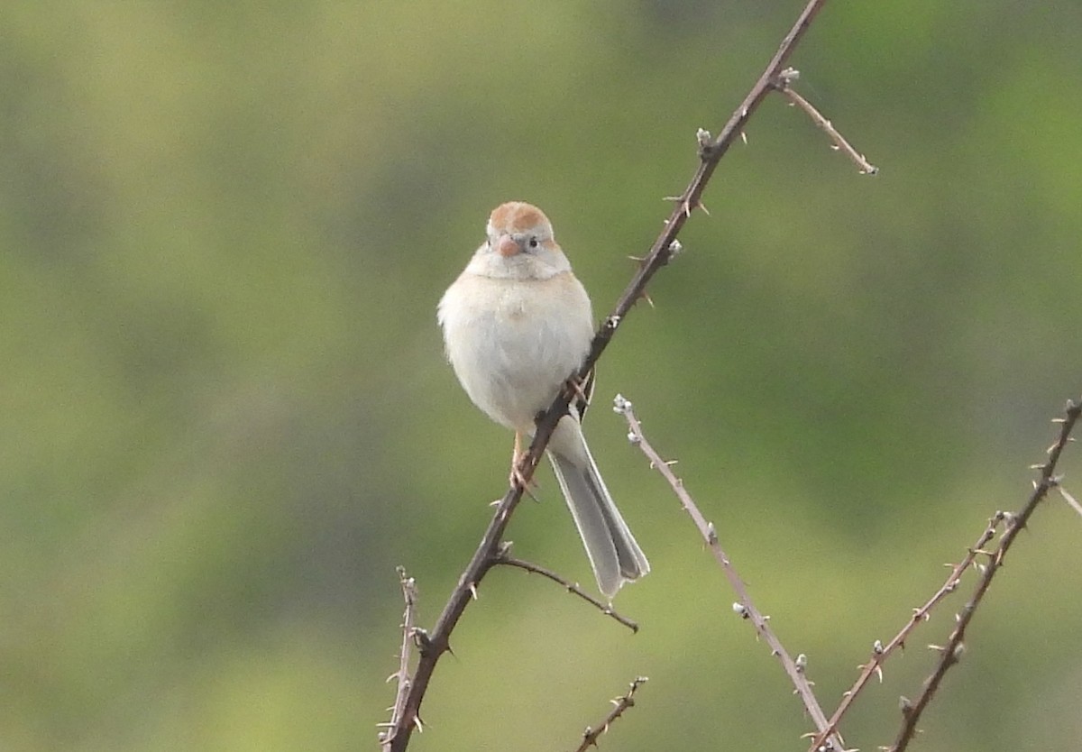 eBird Checklist - 29 Apr 2026 - Gwynedd Wildlife Preserve (closed ...