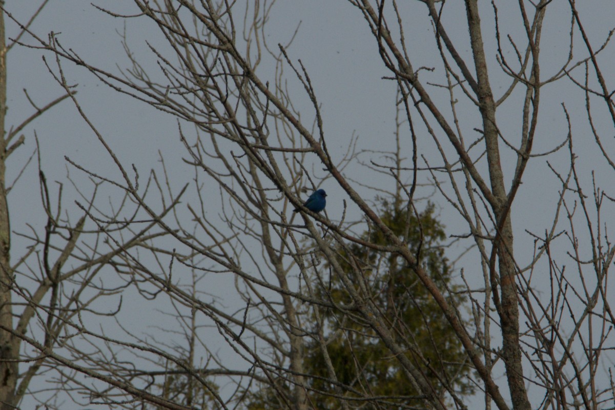 Indigo Bunting - ML657728290