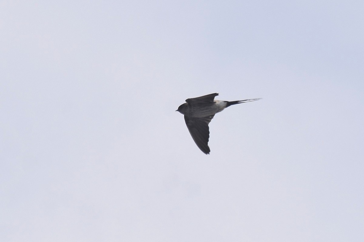 Eastern Red-rumped Swallow - ML657728299