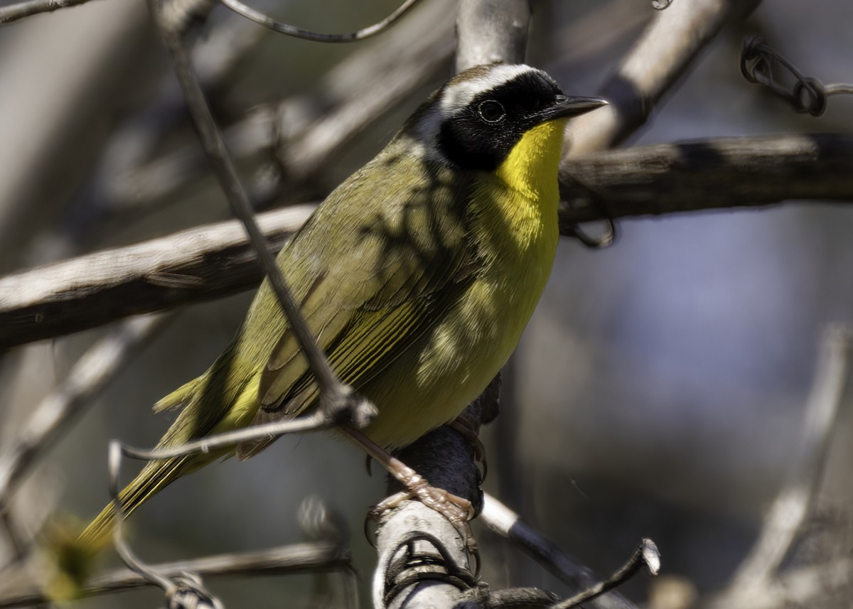 Common Yellowthroat - ML657728311