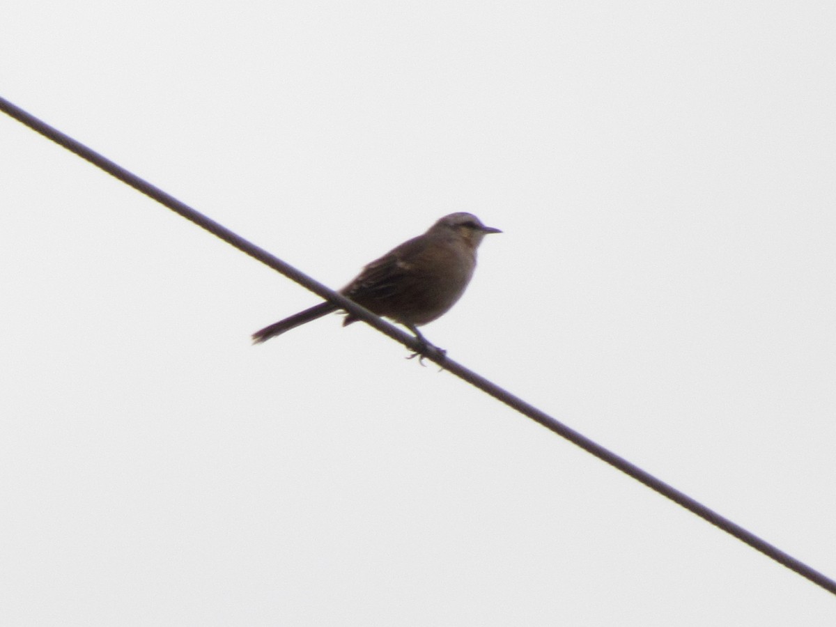 Chalk-browed Mockingbird - ML657728312