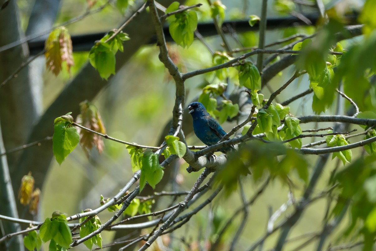 Indigo Bunting - ML657728313