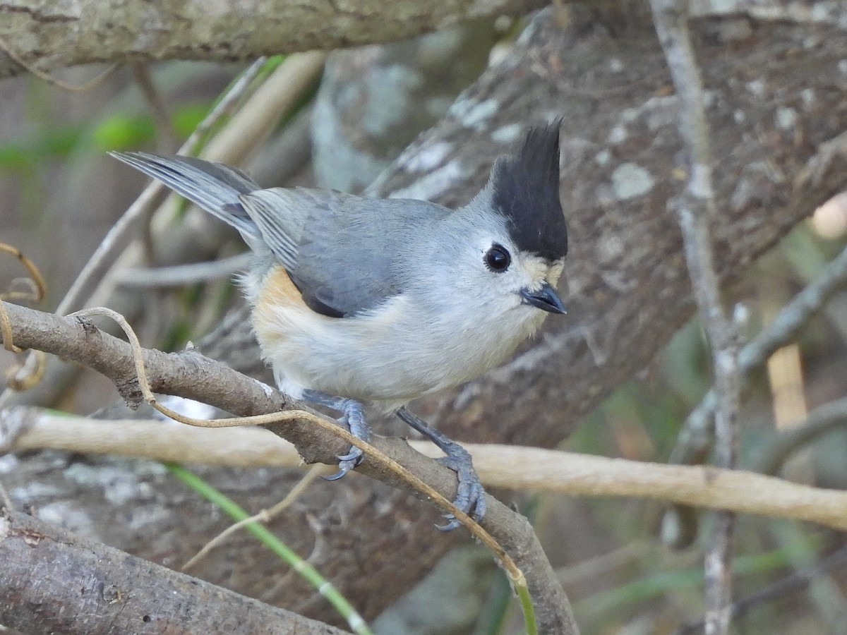Black-crested Titmouse - ML657728317