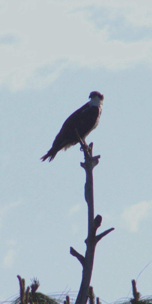 Falco pescatore - ML657728319