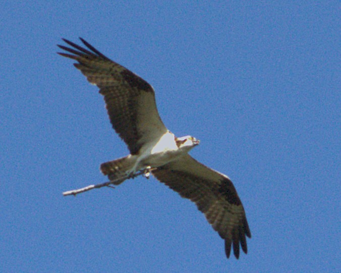 Falco pescatore - ML657728320