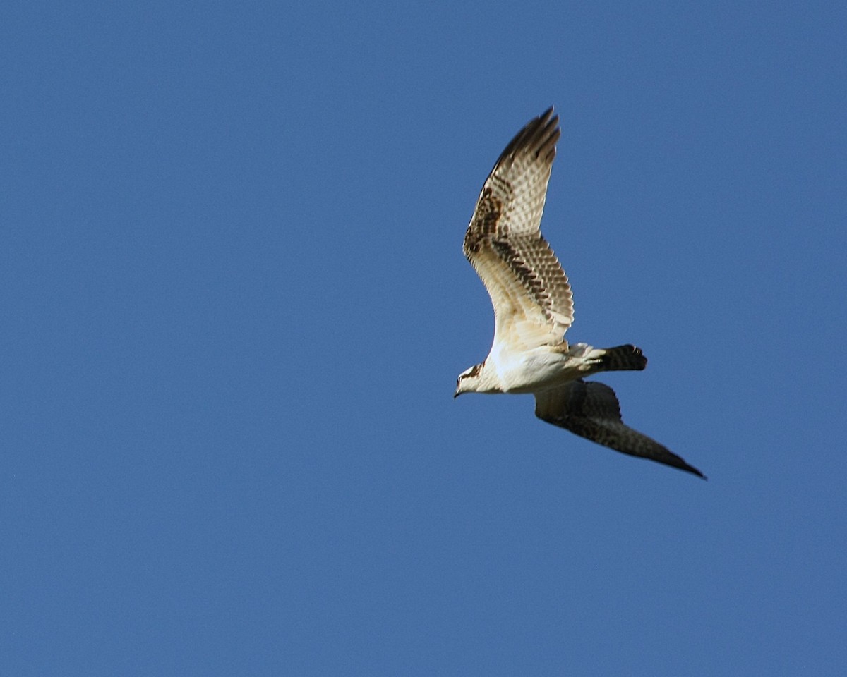 Falco pescatore - ML657728321