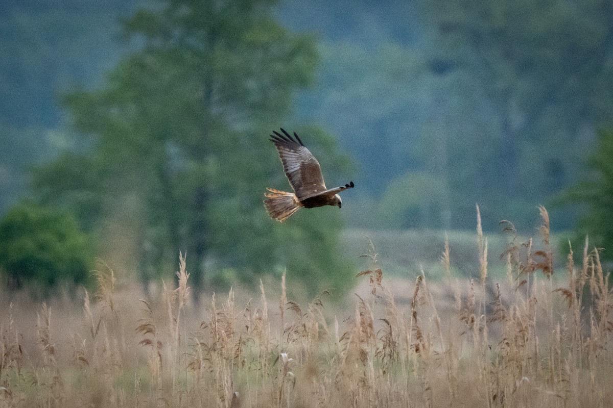 Falco di palude - ML657728325