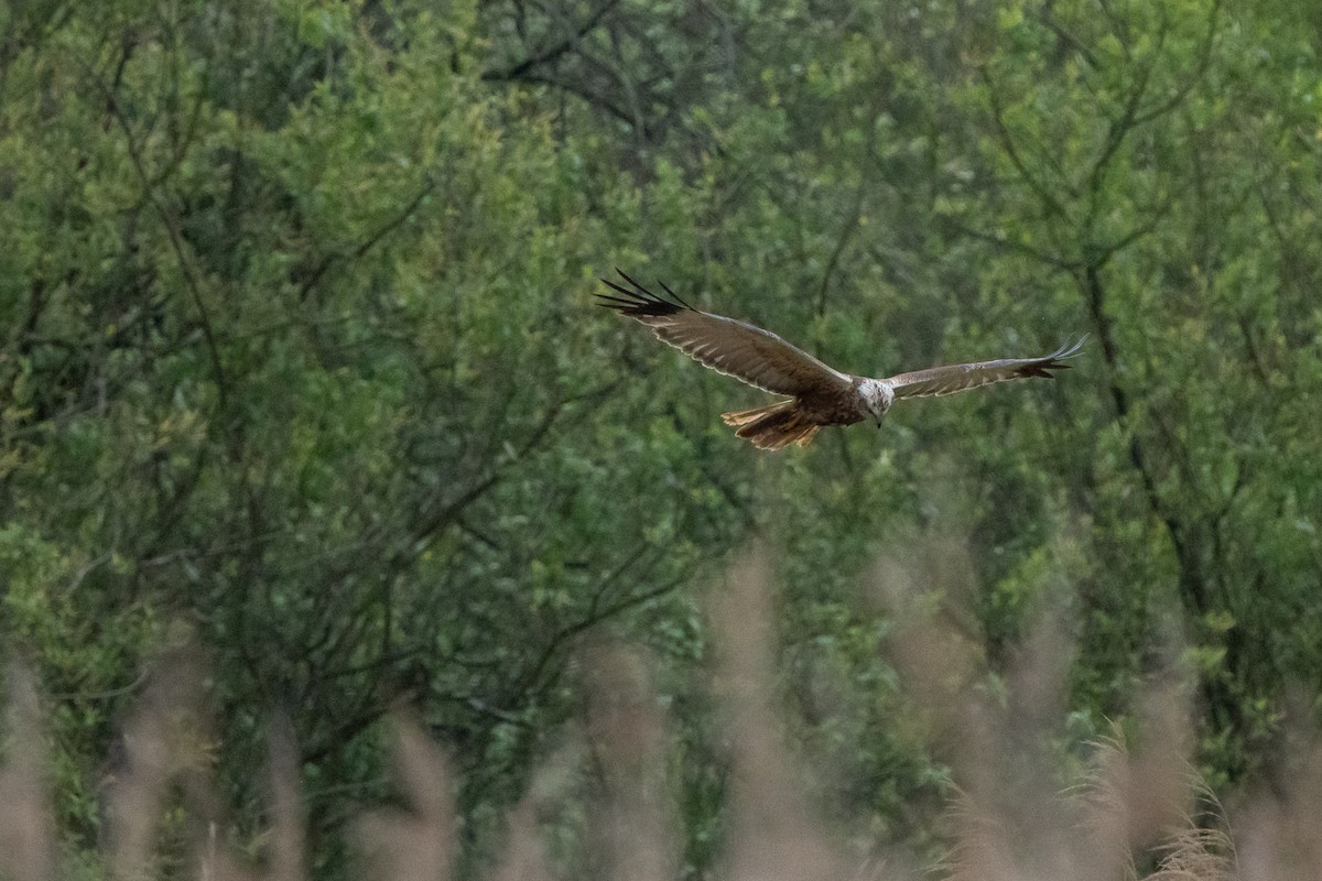 Falco di palude - ML657728326