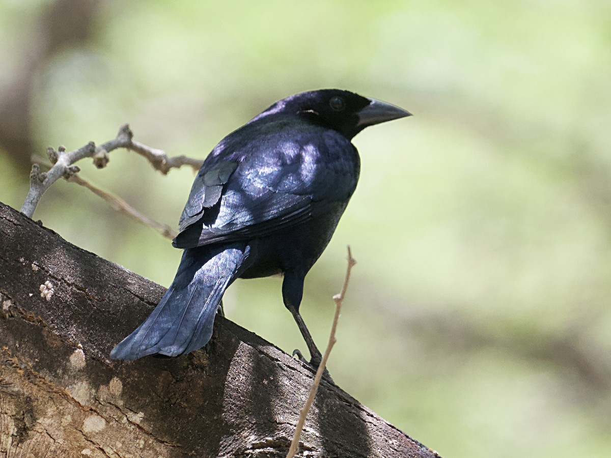 Shiny Cowbird - ML657728327