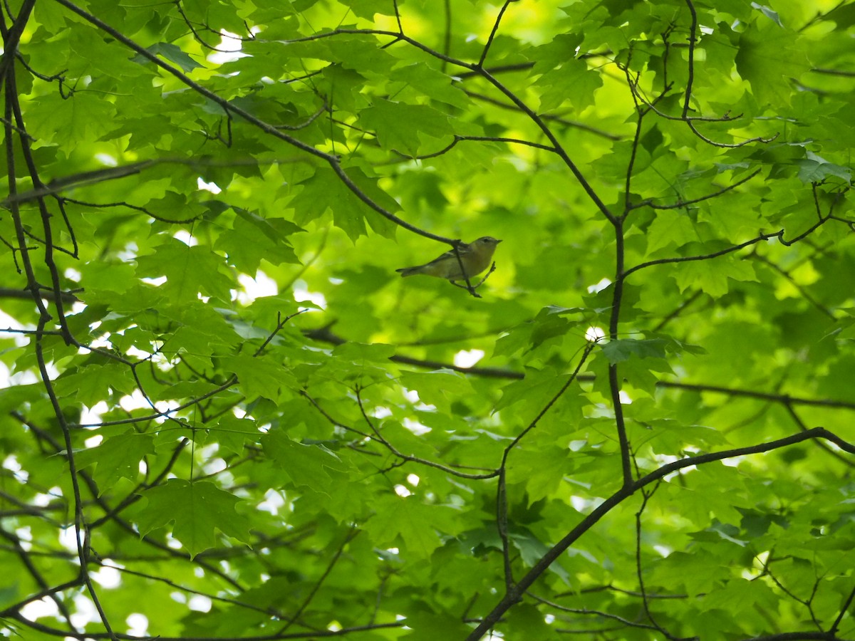 Bay-breasted Warbler - ML657728328