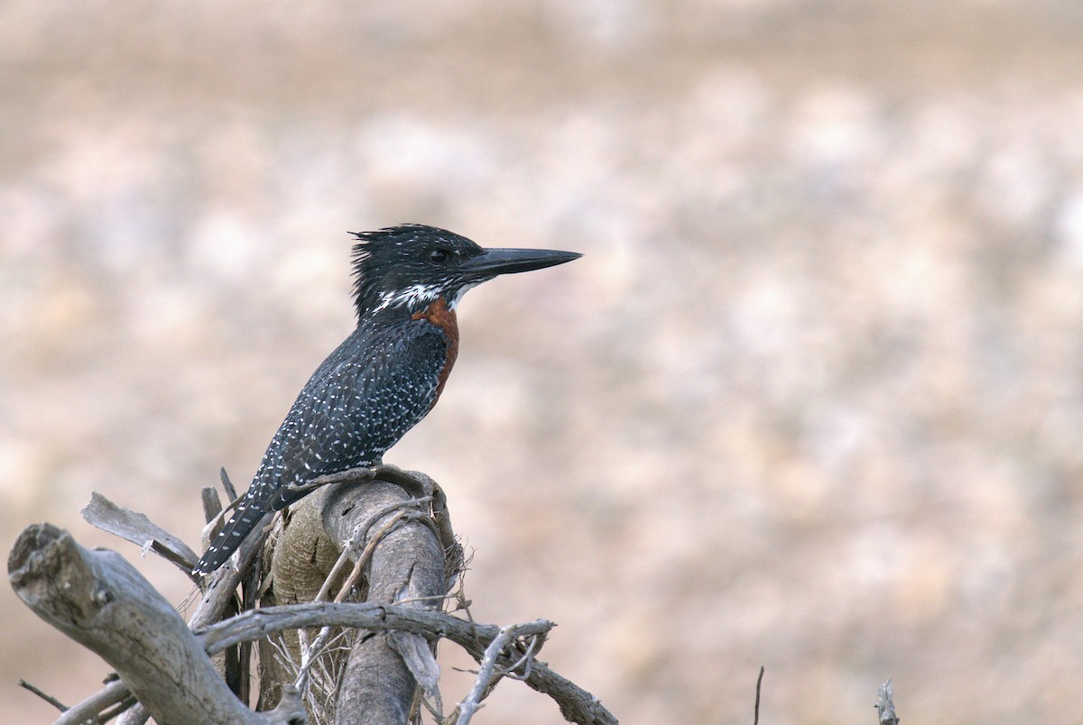 Giant Kingfisher - ML657728335
