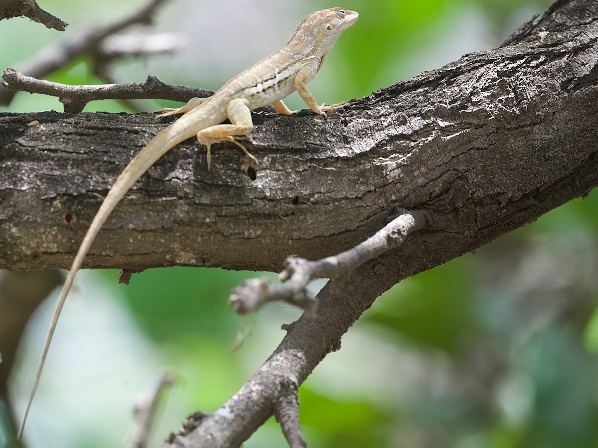 Striped Anole - ML657728567