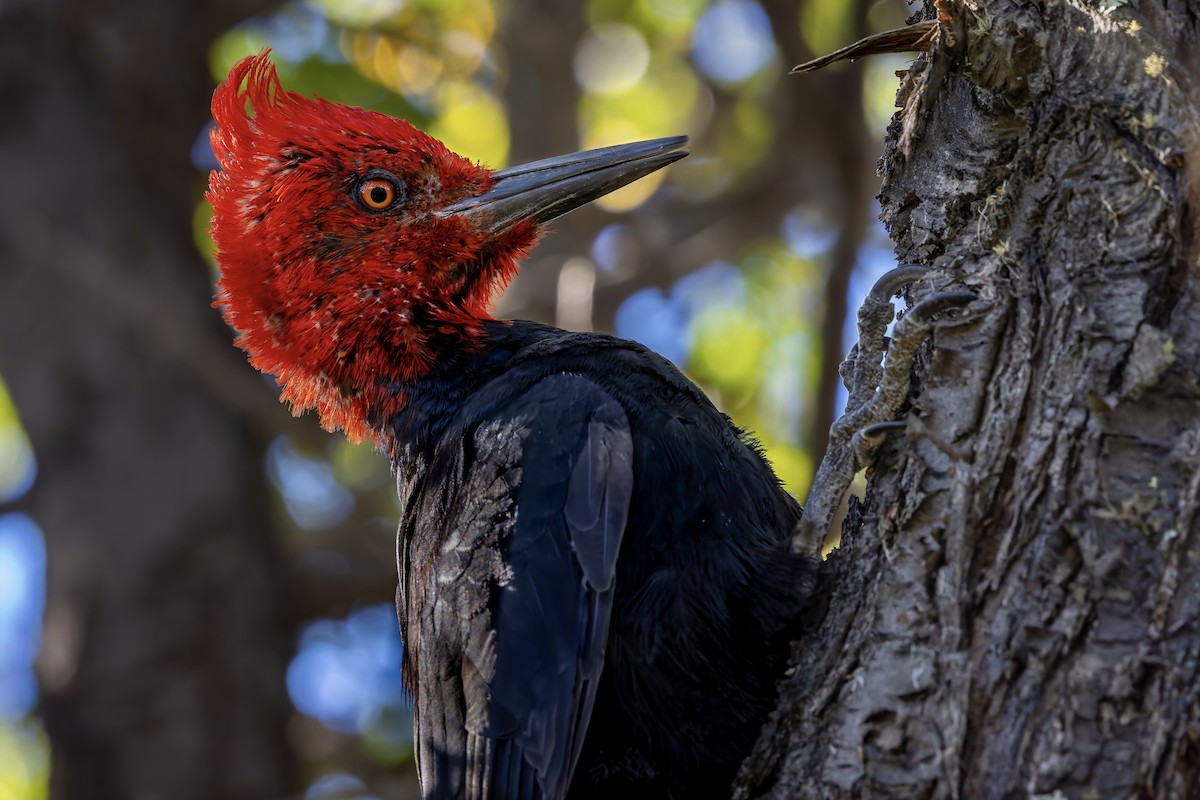 Magellanic Woodpecker - ML657728713