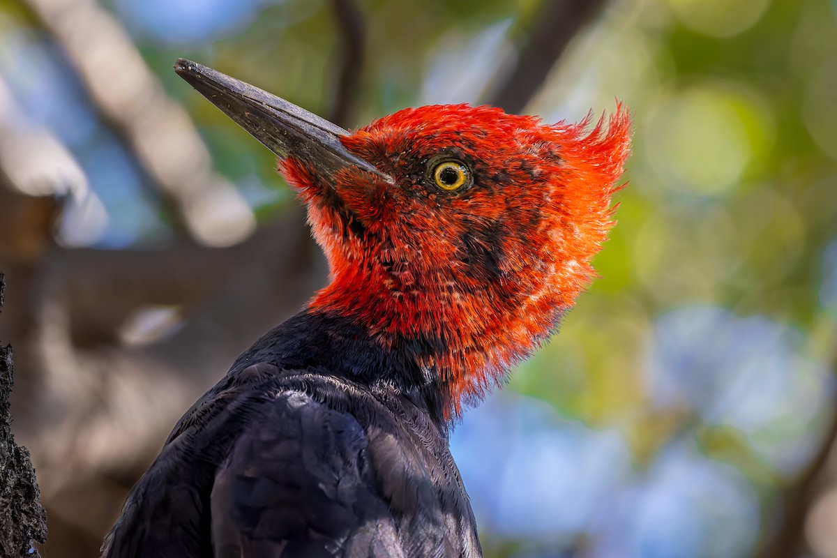 Magellanic Woodpecker - ML657728715