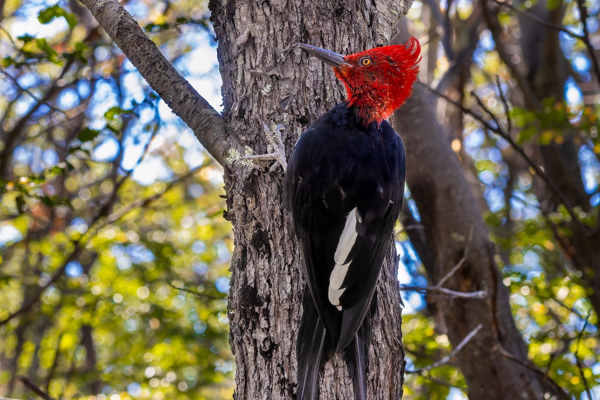 Magellanic Woodpecker - ML657728716