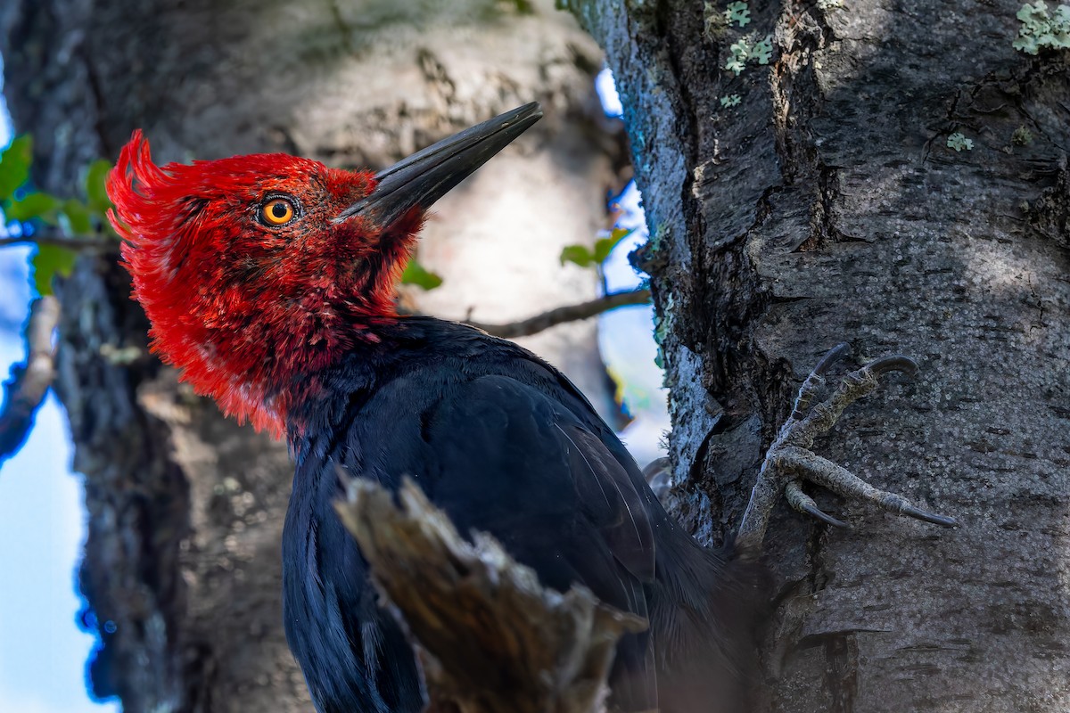Magellanic Woodpecker - ML657728717